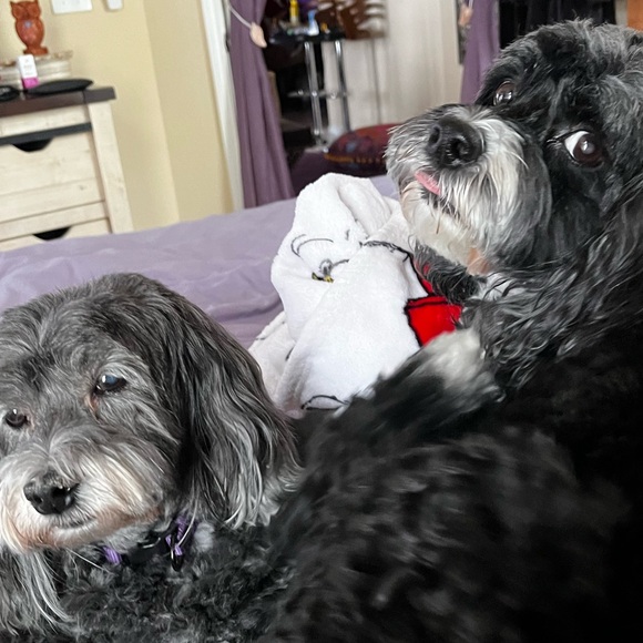 Meet your Posher, Melissa 💜 - Picture 12 of 15